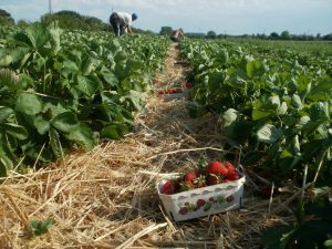 Systemrelevante Ausbeutung